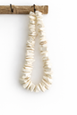 Salt Coast Cuttlefish Hanging